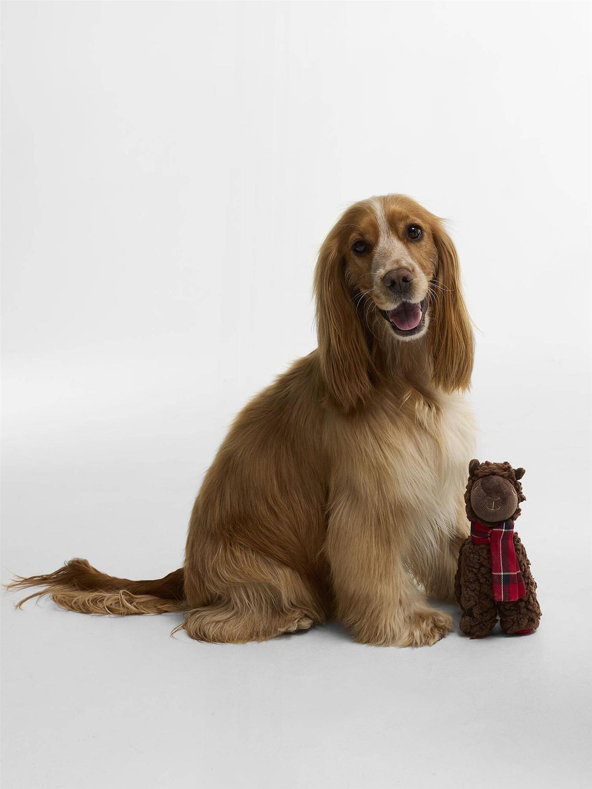 Lama Hundeleke – Brown